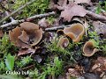 Otidea bufonia-amf2102
